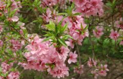 清明节假期，安排学生回家学会感恩父母